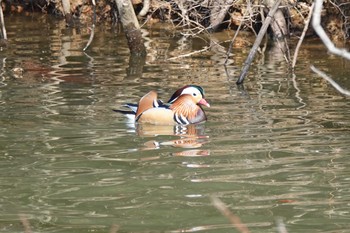 Mandarin Duck 愛知県 Sun, 2/2/2020