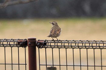 Dusky Thrush Arima Fuji Park Sun, 2/2/2020