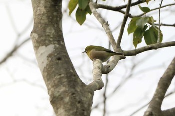 Warbling White-eye Arima Fuji Park Sun, 2/2/2020