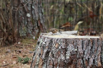 Meadow Bunting Arima Fuji Park Sun, 2/2/2020