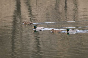 Mallard Arima Fuji Park Sun, 2/2/2020