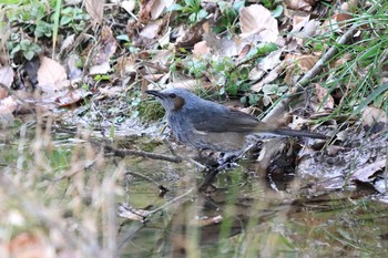 Sun, 2/2/2020 Birding report at Arima Fuji Park