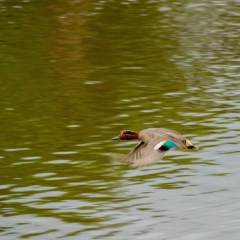 Eurasian Teal ひたちなか市大島公園 Mon, 1/27/2020