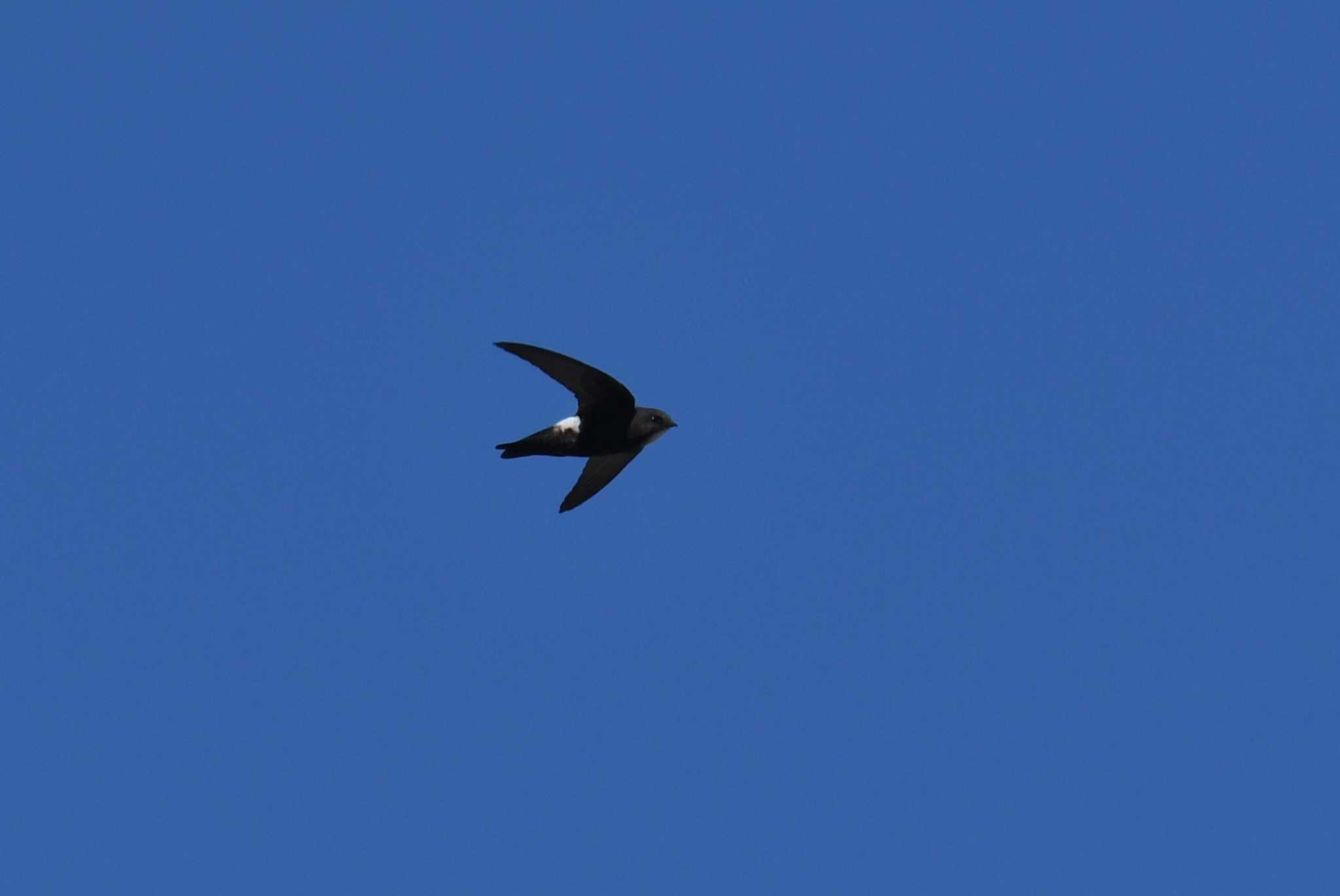 Photo of House Swift at 多摩川 by あひる