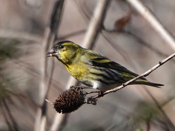 Eurasian Siskin 三重県 Sun, 2/2/2020