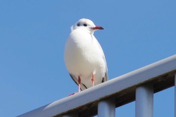 Black-headed Gull 多摩川宿河原堰堤 Sun, 2/2/2020