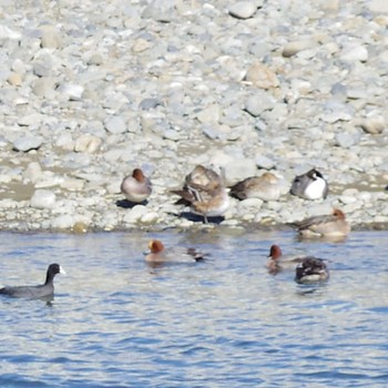 Eurasian Coot 神奈川県川崎市多摩区稲田多摩川公園 Sun, 2/2/2020