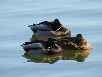 Mallard 東郷町 Sun, 2/2/2020