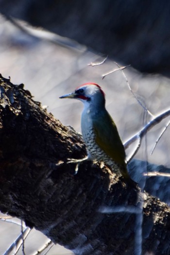 Japanese Green Woodpecker Unknown Spots Sun, 2/2/2020