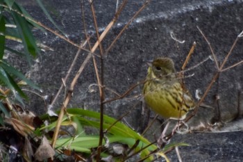 Masked Bunting Unknown Spots Sun, 2/2/2020