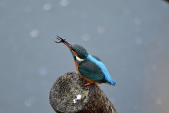 Common Kingfisher Unknown Spots Sun, 2/2/2020