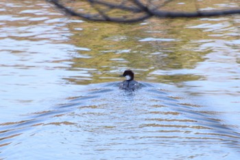 Smew Unknown Spots Sun, 2/2/2020