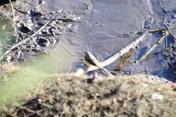 Grey Wagtail Unknown Spots Sun, 2/2/2020