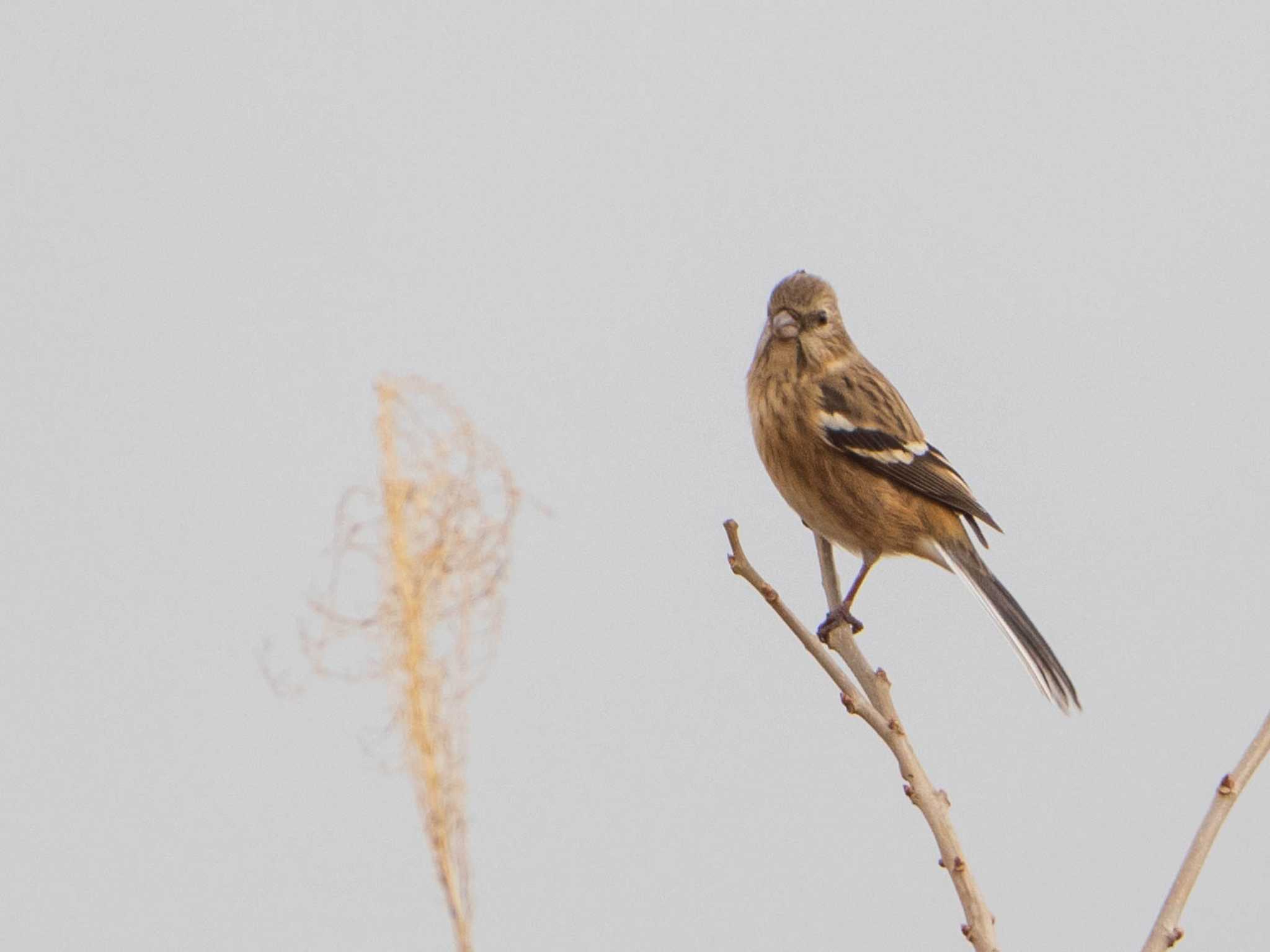 Photo of Siberian Long-tailed Rosefinch at 芝川第一調節池(芝川貯水池) by ryokawameister