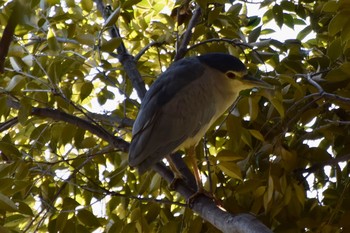 Black-crowned Night Heron Unknown Spots Sun, 2/2/2020