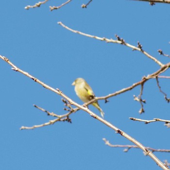 Grey-capped Greenfinch 神奈川県多摩区二ケ領用水 Sun, 2/2/2020