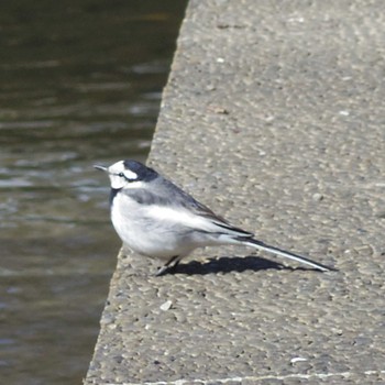 White Wagtail 神奈川県多摩区二ケ領用水 Sun, 2/2/2020