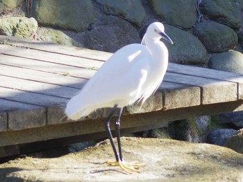 Little Egret 神奈川県多摩区二ケ領用水 Sun, 2/2/2020