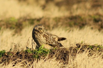 Short-eared Owl 埼玉県川島町 Sat, 2/1/2020