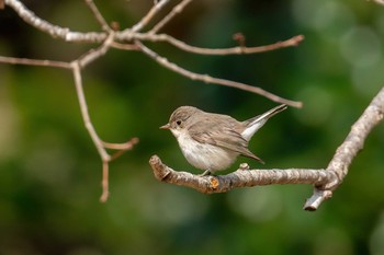 Taiga Flycatcher 山口県 Sat, 2/1/2020