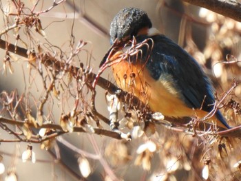 カワセミ 千波公園 2020年2月2日(日)