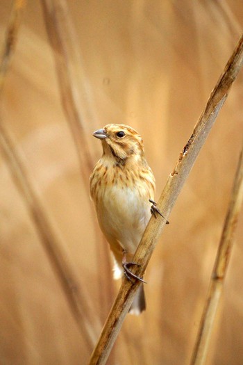 Common Reed Bunting Tokyo Port Wild Bird Park Sun, 1/26/2020