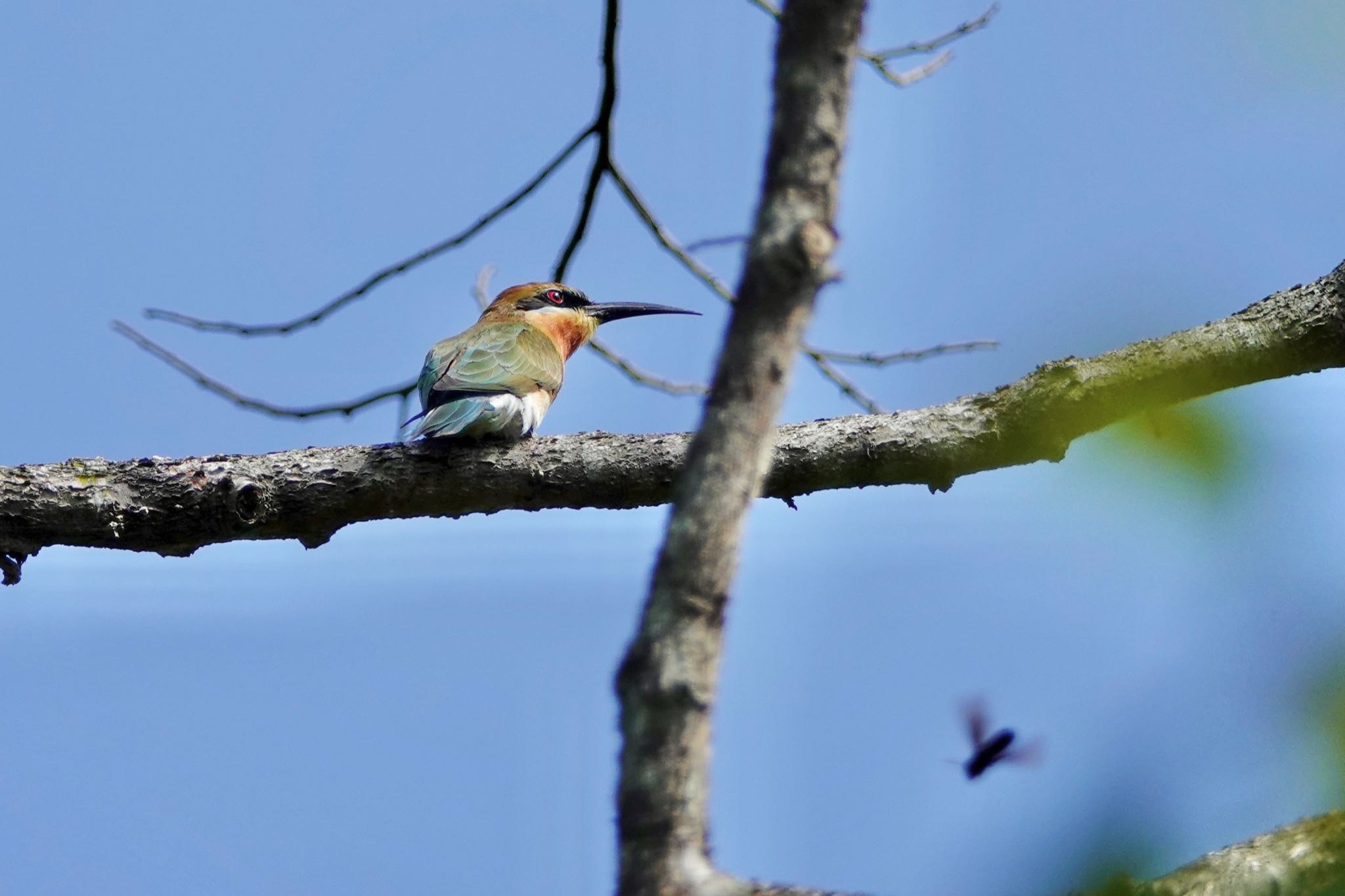 Photo of Blue-tailed Bee-eater at Pulau Ubin (Singapore) by のどか