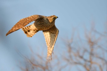 Eurasian Goshawk Mizumoto Park Sun, 2/2/2020