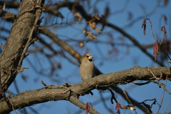 Hawfinch Mizumoto Park Sun, 2/2/2020