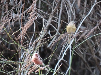 Siberian Long-tailed Rosefinch Hayatogawa Forest Road Sat, 2/1/2020