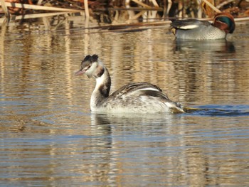 Great Crested Grebe 21世紀の森と広場(千葉県松戸市) Sun, 2/2/2020