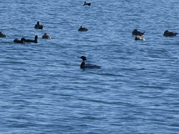 ウミアイサ ふなばし三番瀬海浜公園 2020年2月2日(日)