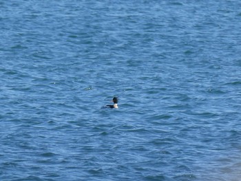 Red-breasted Merganser Sambanze Tideland Sun, 2/2/2020