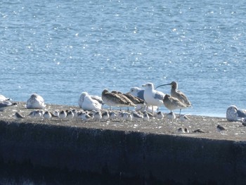 ダイシャクシギ ふなばし三番瀬海浜公園 2020年2月2日(日)