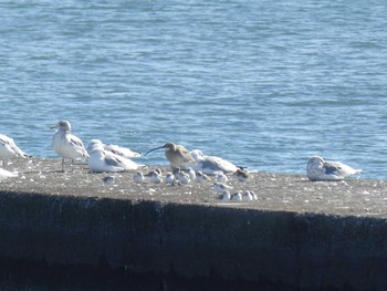 ダイシャクシギ ふなばし三番瀬海浜公園 2020年2月2日(日)