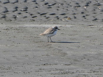 Kentish Plover Sambanze Tideland Sun, 2/2/2020