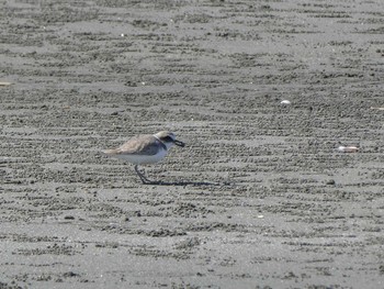 Kentish Plover Sambanze Tideland Sun, 2/2/2020