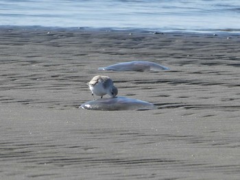 Sanderling Sambanze Tideland Sun, 2/2/2020