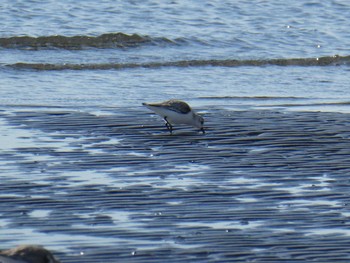 Sanderling Sambanze Tideland Sun, 2/2/2020