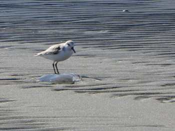 Sanderling Sambanze Tideland Sun, 2/2/2020