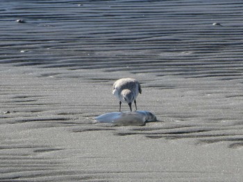 Sanderling Sambanze Tideland Sun, 2/2/2020