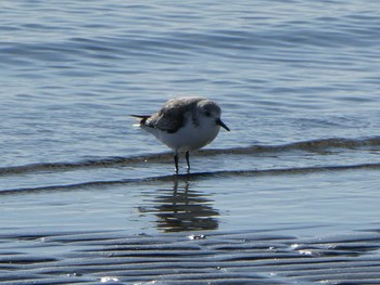 Sanderling Sambanze Tideland Sun, 2/2/2020