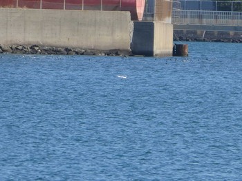 シロカモメ ふなばし三番瀬海浜公園 2020年2月2日(日)