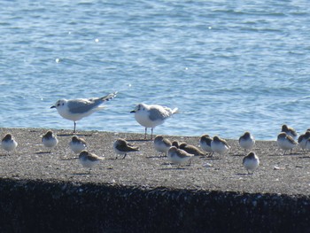 ズグロカモメ ふなばし三番瀬海浜公園 2020年2月2日(日)