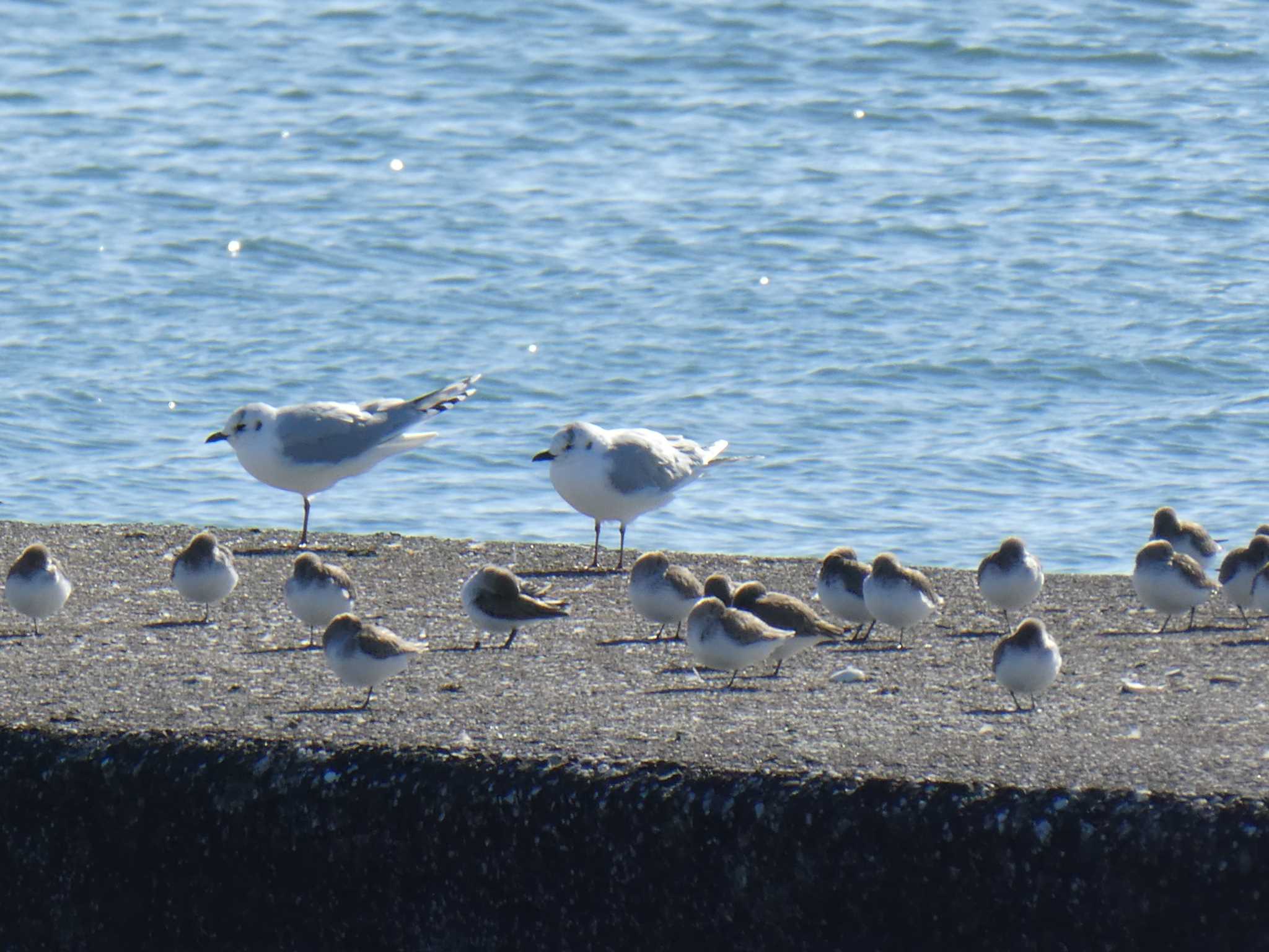 三番瀬探鳥会 by Mr.Quiet