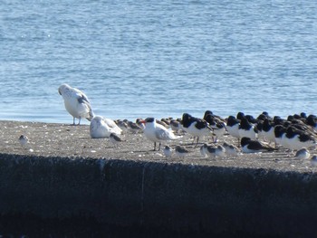 オニアジサシ ふなばし三番瀬海浜公園 2020年2月2日(日)