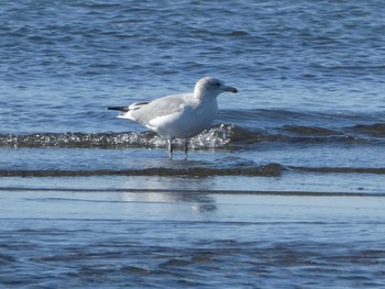 セグロカモメ ふなばし三番瀬海浜公園 2020年2月2日(日)