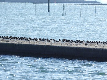 ミヤコドリ ふなばし三番瀬海浜公園 2020年2月2日(日)