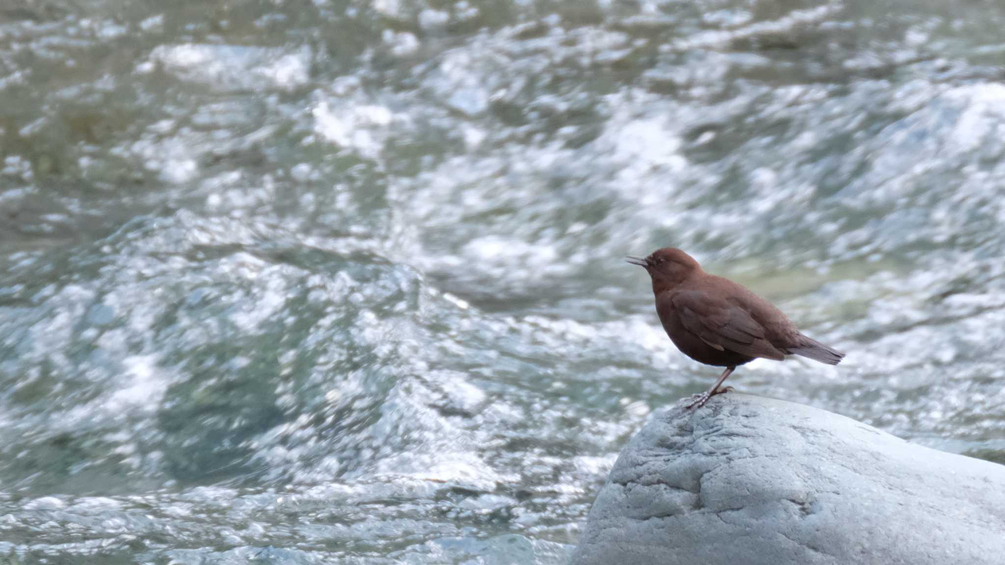 Photo of Brown Dipper at 丹沢湖・世附川 by ko1smr