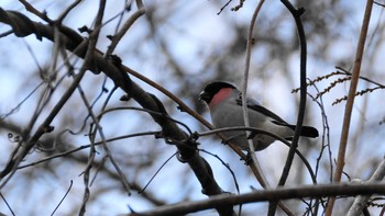 Sat, 2/1/2020 Birding report at 丹沢湖・世附川